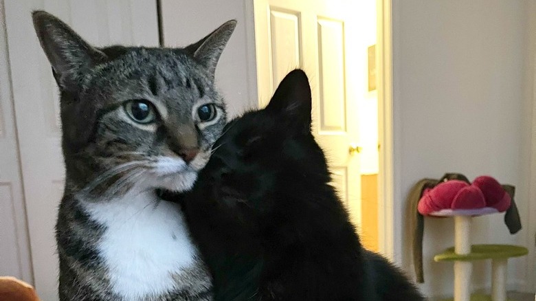 A black cat is leaning against a gray and white cat that is looking ahead.