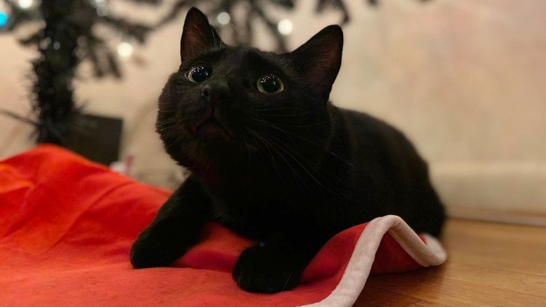 A black kitten marvels at a Christmas tree, while sitting on a red tree skirt.