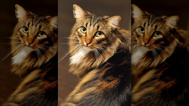 Cat posing