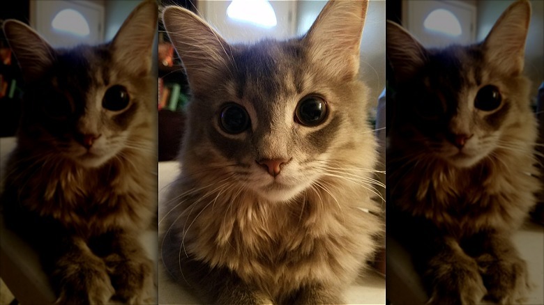 Cute cat