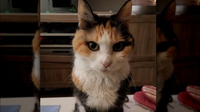 Cat with black around its eyes