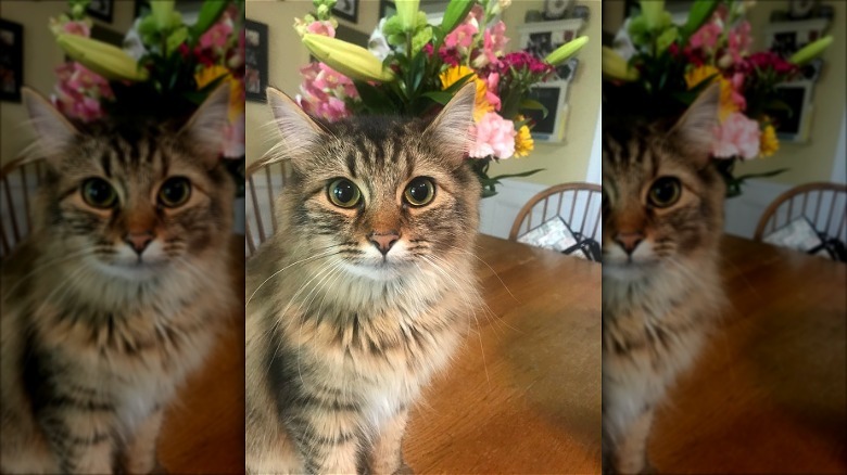 Cat with flowers