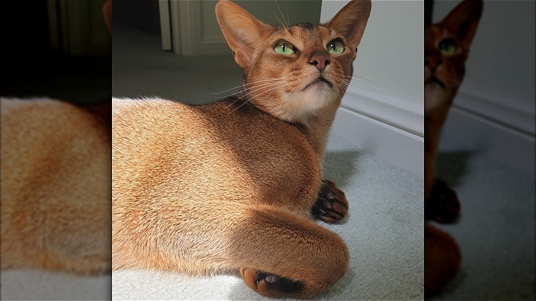 Cat with curled feet
