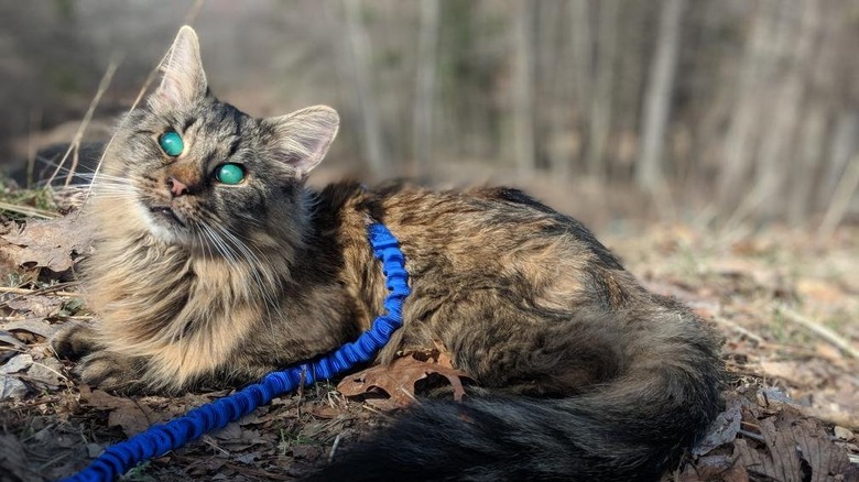 Cat with aqua colored eyes