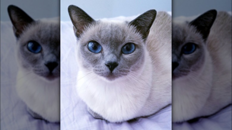 Cat with blue eyes