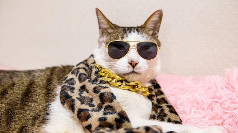 cat with sunglasses, scarf, and gold chain