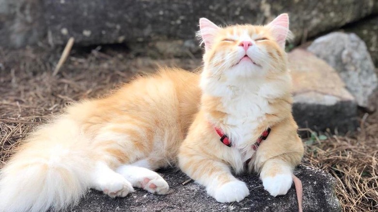 Cute cat