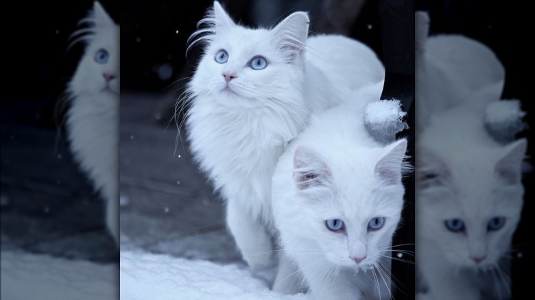 Two white cats in the snow