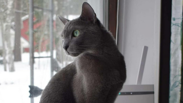 Russian Blue cat