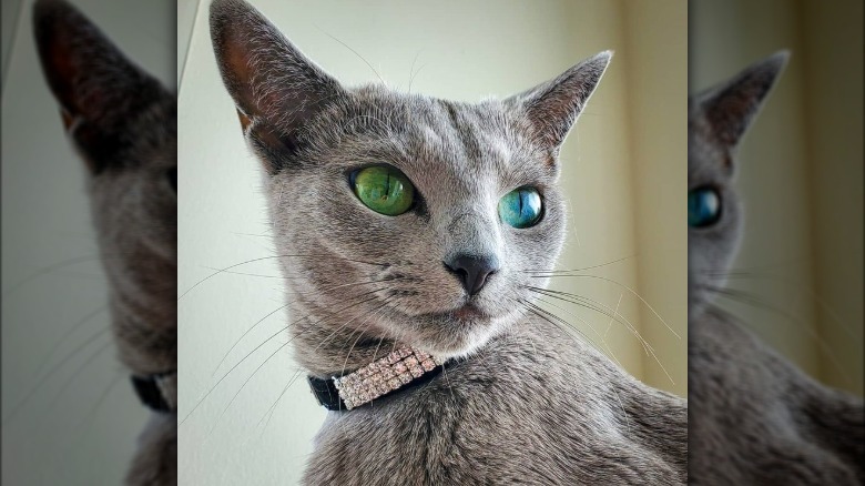 Cat wearing a diamond color