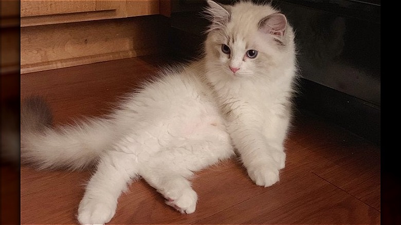 Kitten posing
