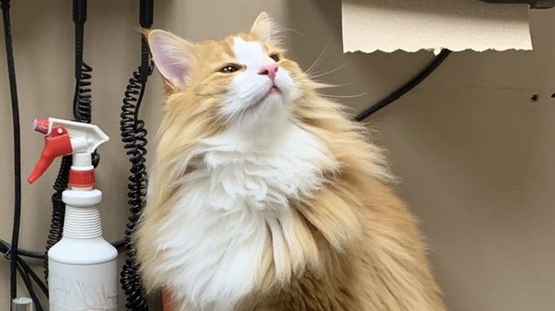 Fluffy cat looking up