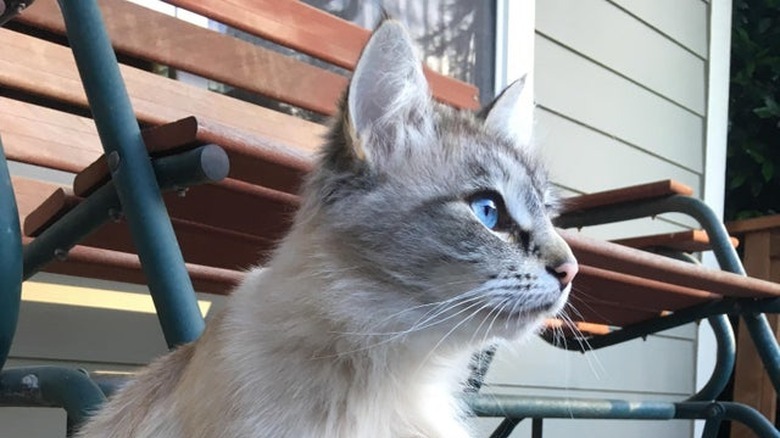 Cute cat