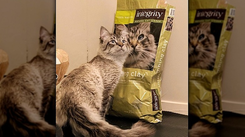 Cat posing with bag of kibble that looks like it