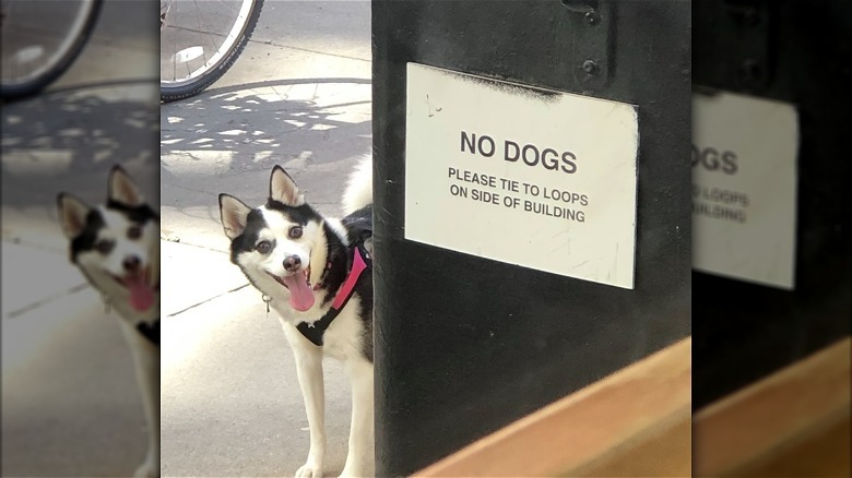husky dog pictured next to no dogs allowed sign