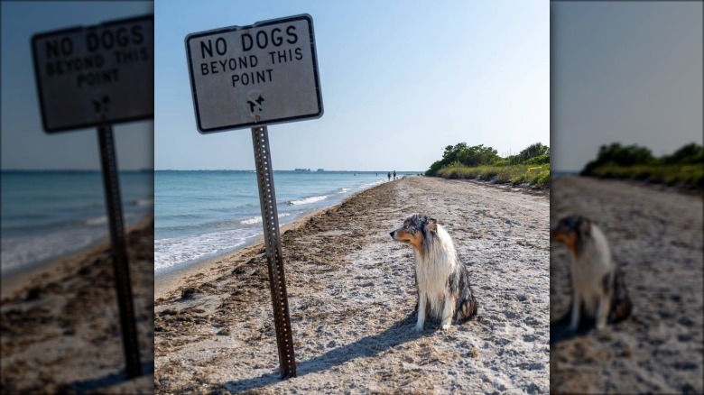 unimpressed dog poses next to no dogs beyond this point sign on beach