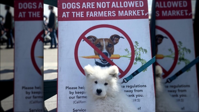 white dog poses in front of no dogs allowed sign