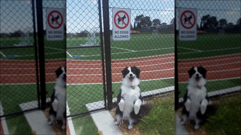dog stands on hind legs in front of no dogs allowed sign