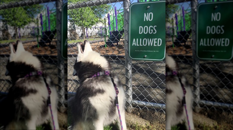 Dog howls in protest in front of no dogs allowed sign