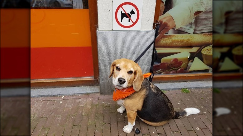pouty dog is mad about no dogs allowed sign