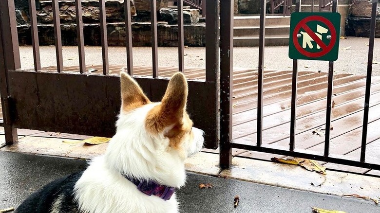 corgi reacts to no dogs allowed sign