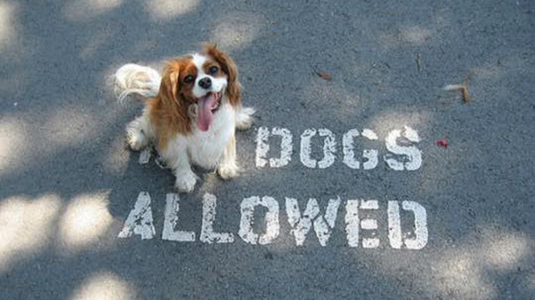 dog obscures the no in no dogs allowed sign