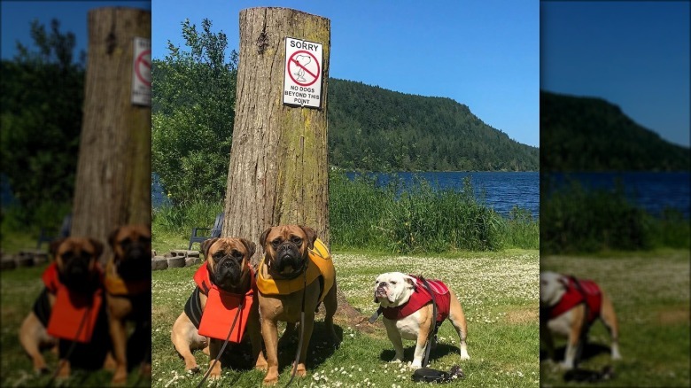 bulldogs pose in front of no dogs allowed sign