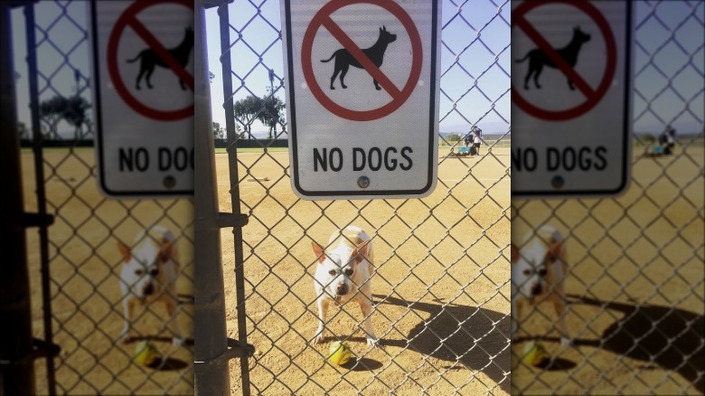 Dog plays fetch behind dogs prohibited sign