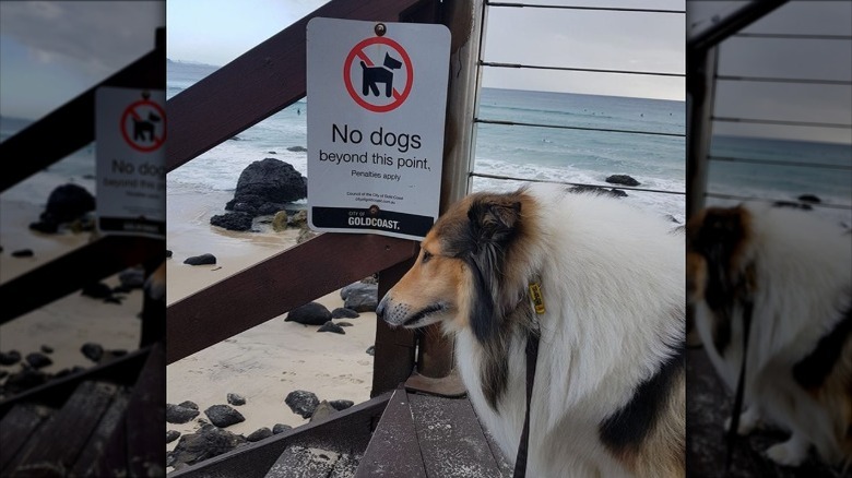 Dog reacts to no dogs allowed sign