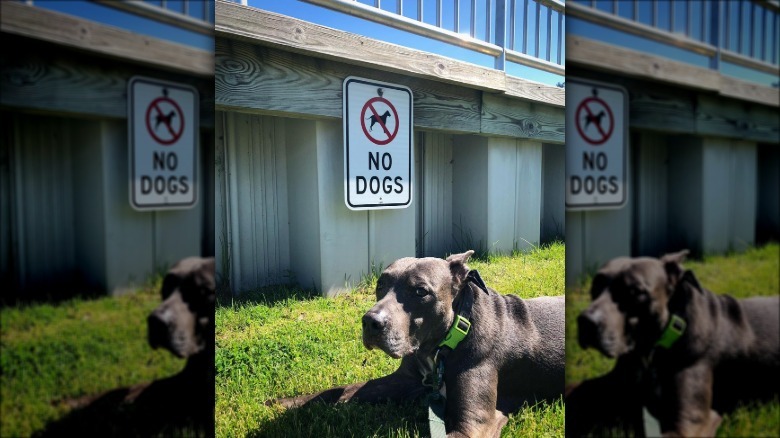 unimpressed doggo poses in front of no dogs allowed sign