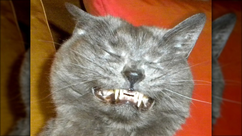 Gray cat sneezing and gritting their teeth.
