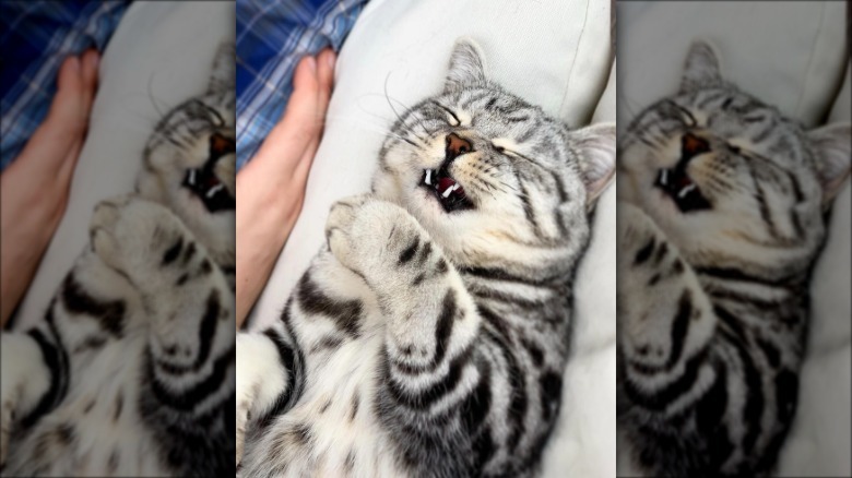 Cat sitting in their pet parent's lap about to sneeze.