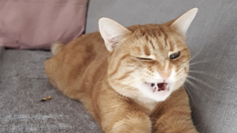 Ginger cat sitting on a gray couch and sneezing.