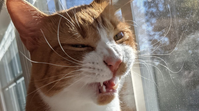 Orange and white cat sitting by a window sneezing on a sunny day.