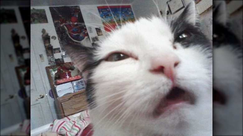 Black and white cat about to sneeze.