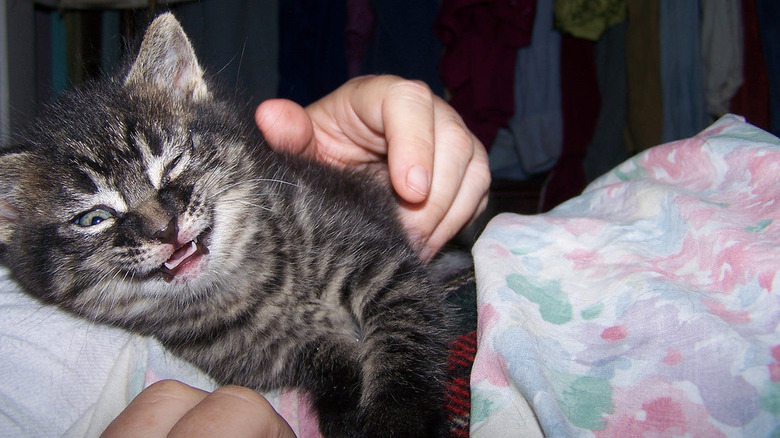 Kitten sneezing while cuddling with their pet parent.