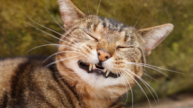 Tabby cat about to sneeze