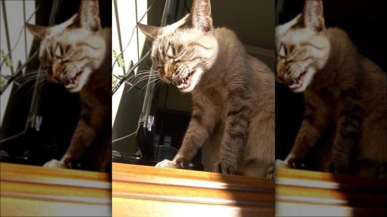 Cat sneezing while sitting in the sun.