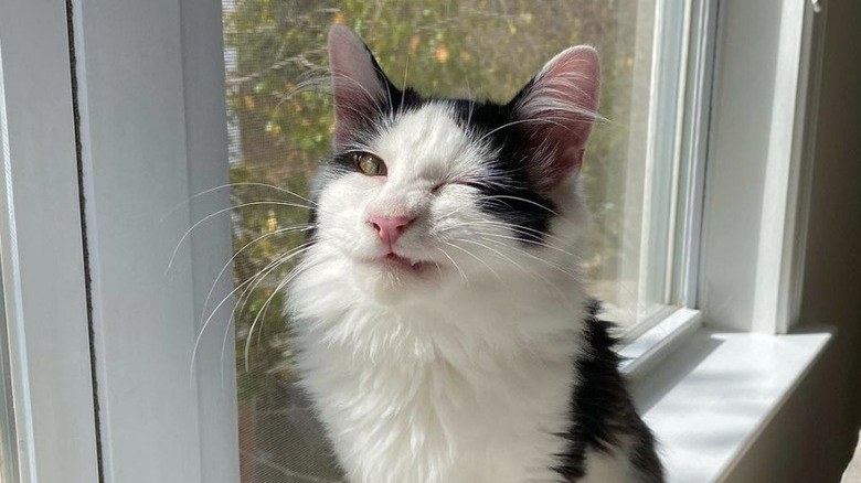 Black and white cat sitting by a window and about to sneeze.