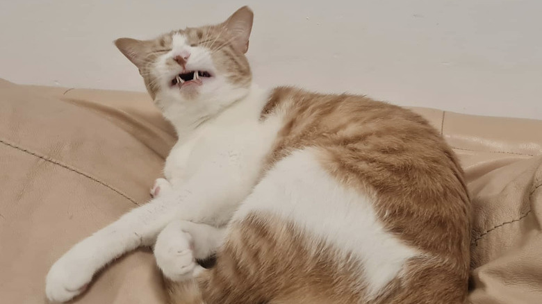 Ginger and white cat sneezing while on a bed.