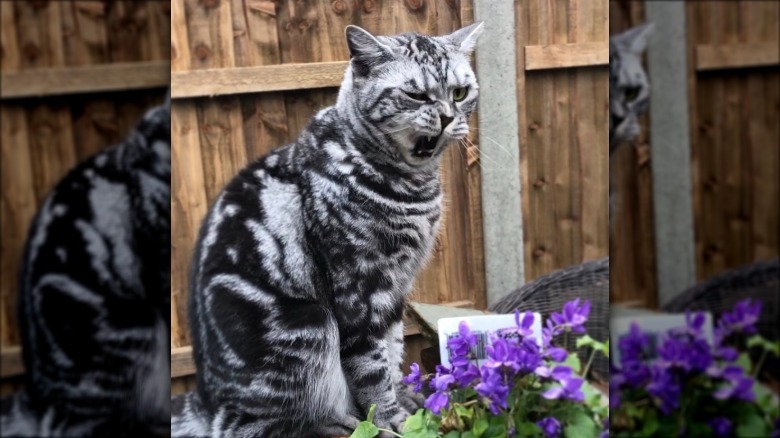 Cat sneezing as they sit by purple flowers in a garden.