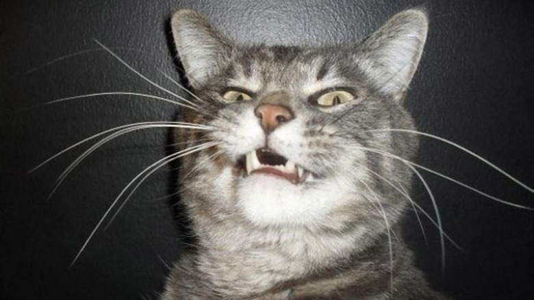 Gray cat sneezing and looking at the camera.