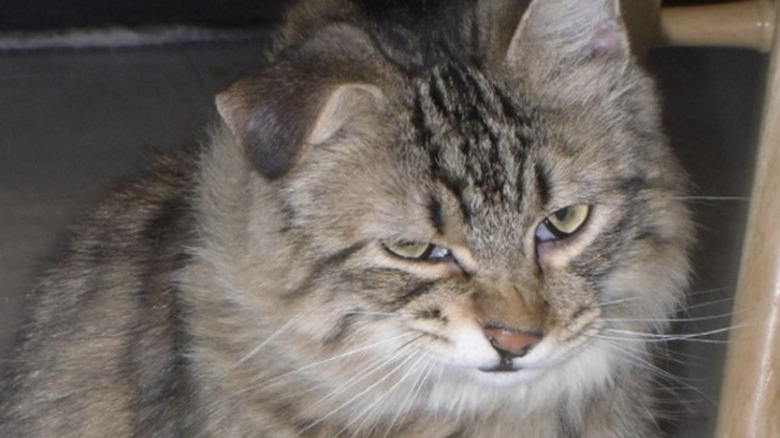 Cat looking like they are snarling after having sneezed.