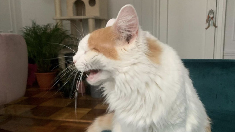 Ginger and white cat sitting on a dark turquoise couch and sneezing.