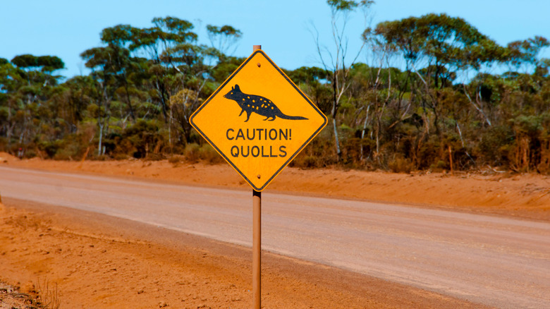 A road sign in Australia warning of the potential crossing of quolls