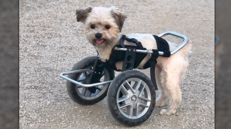 Two-legged shih tzu-Yorkie mix in wheel cart