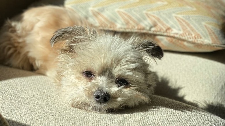 Two-legged shih tzu-Yorkie mix lying on a sofa