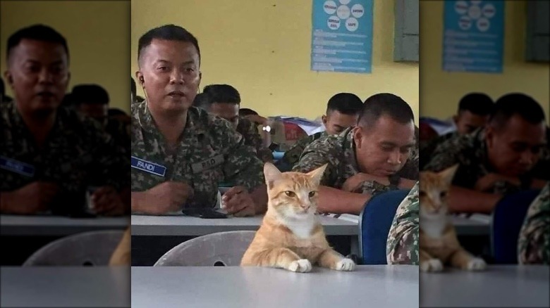 cat sits in class with soldiers.