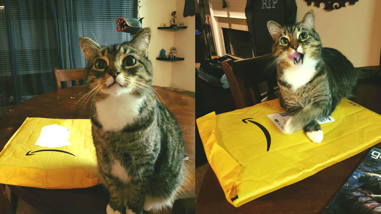 cat sits on Amazon delivery.