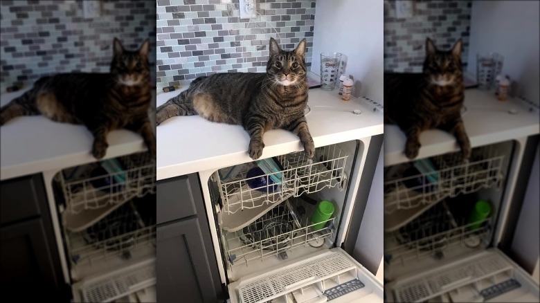cat lazes on counter above open dishwasher.